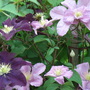 Clematis__warsaw_nike__and__comtesse_de_bouchaud__-_2009