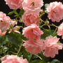 roses_01.07.09_010.jpg