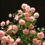 roses_01.07.09_012.jpg