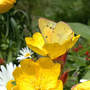 Orange_sulphur_sundrop_6-05-03_med