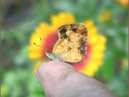 Pearl Crescent on Finger