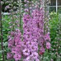 'Dusty Maidens' Delphinium (Delphinium elatum (Delphinium))