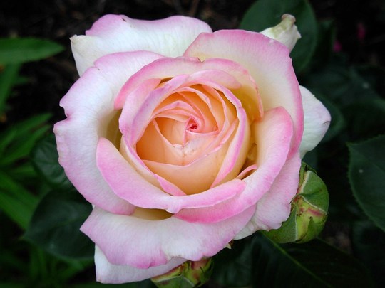 Peace (Rosa 'Peace')