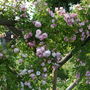  Roses 'New Dawn' and 'Ballerina'