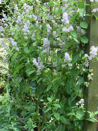 Ceanothus 'Gloire de Versailles' - 2009 (Ceanothus 'Gloire de Versailles')