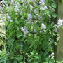 Ceanothus__gloire_de_versailles__-_2009