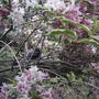 Baby_bird_in_wegelia_2004-06-05