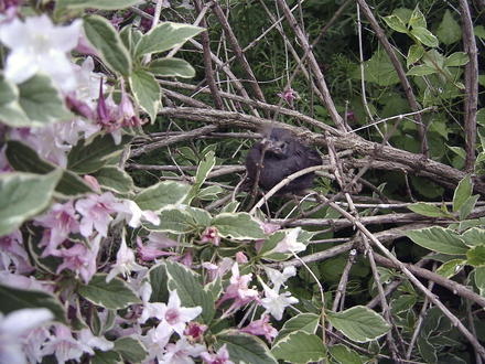 Weigela  (Weigela florida 'Variegata')