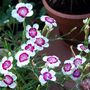 Dianthus