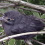 Grackle_flegling_closeup_2004-06-05