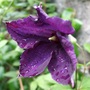 Clematis viticella 'Polish Spirit'