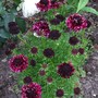 Scabiosa 'Barocca' (Scabiosa)