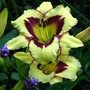 Can't get enough of these daylilies