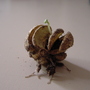 special picture for me (Caiophora laterita)
