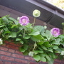 Cobaea scandens (Cobaea scandens)