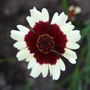 Coreopsis 'Jive' (Coreopsis)