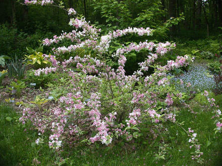 Variegated Weigela in Bloom (Weigela)