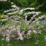 Weigela_variegated_fullbush_5-22-05_exc_med