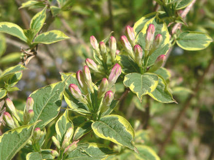 Variegated Weigela Close in Bud (Weigela)