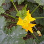 courgette