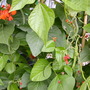 runner beans forming