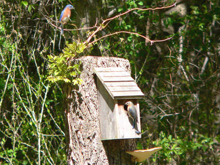 Bluebird Pair