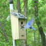 Bluebird_fly_male_w_mealworm_6-17-06_med