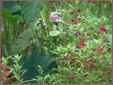 Balsm, Garden Phlox Around the Lotus (Nelumbo lutea (American Lotus))