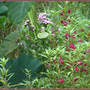 Balsm_lotus_seedpod_leaves_8-07-06_good_med