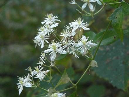 Virgin's Bower (Clematis virginiana)