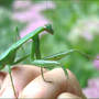Mantis_5_on_hand_9-07-06_exc_med