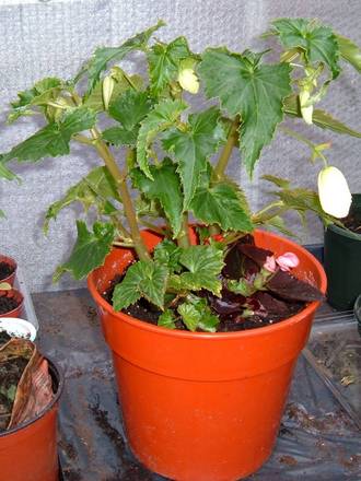  Begonia