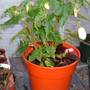 Begonia__2_