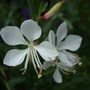 Gaura lindheimeri 'Alba' (Gaura lindheimeri (Gaura))