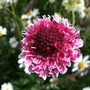Scabiosa atropurpurea (Pincushion flower)