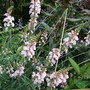 Linaria 'Canon Went' (Linaria purpurea 'Canon Went')