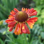 Helenium 'Moerheim  Beauty' (Helenium autumnale (American Sneezeweed))