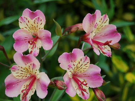 Peruvian lilly