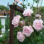 New Dawn on my new fence.