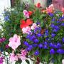 A garden flower photo