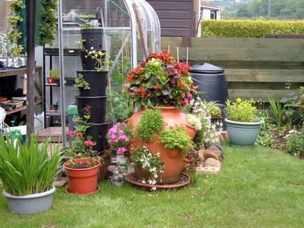 A garden flower photo