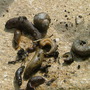 Slugs