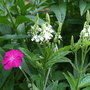 Verbena hastata 'White Spires' (Verbena hastata)