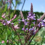 Verbena hastata 'Purple Spires' (Verbena hastata (Blue Vervain))