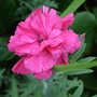 Dianthus__rose_joy_