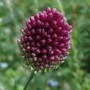 Allium_sphaerocephalon__a