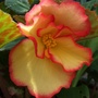 Begonia 'Candy Kisses' (Begonia)
