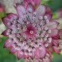 Astrantia major 'Lars' (Astrantia major (Masterwort))