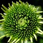 Echinacea 'White Swan' (Echinacea purpurea alba)
