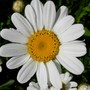 Shasta Daisy ~ Leucanthemum x superbum (Leucanthemum x superbum (Shasta daisy))